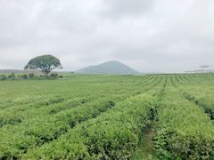 -雪绿茶博物馆