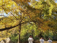 -千年银杏谷文化旅游区
