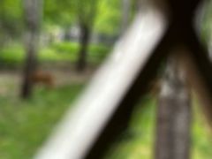 -秦皇岛野生动物园