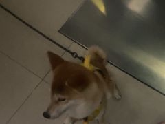 -瑞派福兴宠物医院犬猫全科·骨科·中西医结合(河东店)