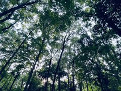 -杭州植物园