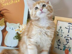 -小猫来了·猫舍(红山六九七九店)