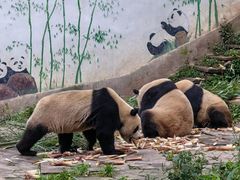 -中国大熊猫保护研究中心雅安碧峰峡基地