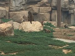 -石家庄市动物园