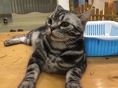 -藦茜花园宠物主题亲子互动体验馆(国顺东路店)