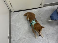 -中农国际动物医院24小时·猫科·骨科·急重症中心