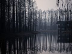 -黄海国家森林公园