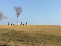 -合肥滨湖国家森林公园