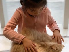 -飞行喵MR PILOT|猫舍·猫咖(静安大融城店)