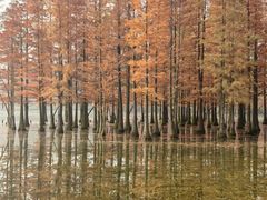 -白鹭湾湿地公园