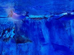 -芜湖新华联大白鲸海洋公园