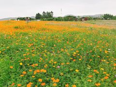 -紫颐香薰山谷景区