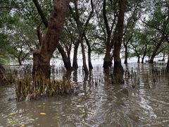 -宝安西湾红树林湿地公园