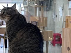 -喵园·猫主题咖啡厅·撸猫·猫咖(国贸店)