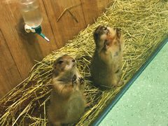 -藦茜花园宠物主题亲子互动体验馆(国顺东路店)