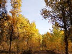 -金塔沙漠胡杨林景区