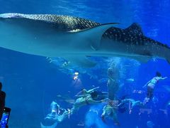 -烟台海昌鲸鲨海洋公园