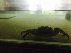 -丫丫蟹庄·苏式园林农家乐·阳澄湖大闸蟹(阳澄湖莲花岛店)