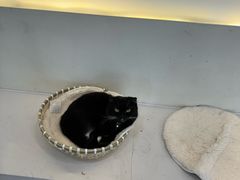 -共舞时光猫咖·狗咖(新街口店)