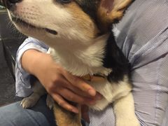 -百好乐宠物友好餐厅(朝外大街店)