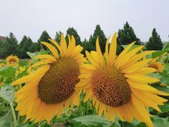 -首都师范大学(良乡校区)