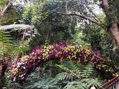 -深圳仙湖植物园