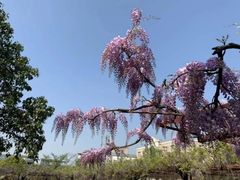 -嘉定紫藤园