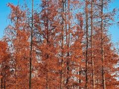-白鹭湾湿地公园