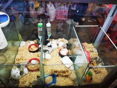 -花鸟鱼虫鲜花绿植市场(玉泉路店)