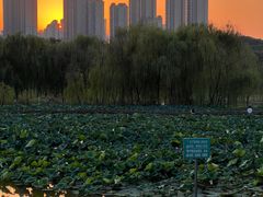 -西安浐灞国家湿地公园