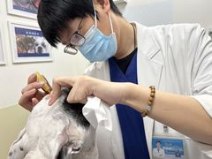 -美联众合动物医院·24h转诊中心