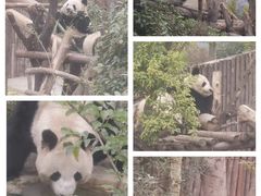 -成都大熊猫繁育研究基地