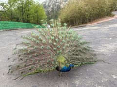 -西霞口神雕山野生动物世界