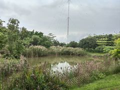 -福田红树林生态公园