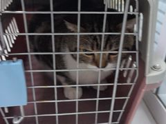 -纳吉亚猫专科动物诊疗中心(蒋宅口分院)