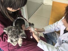 -瑞派福兴宠物医院犬猫全科·骨科·中西医结合(河东店)