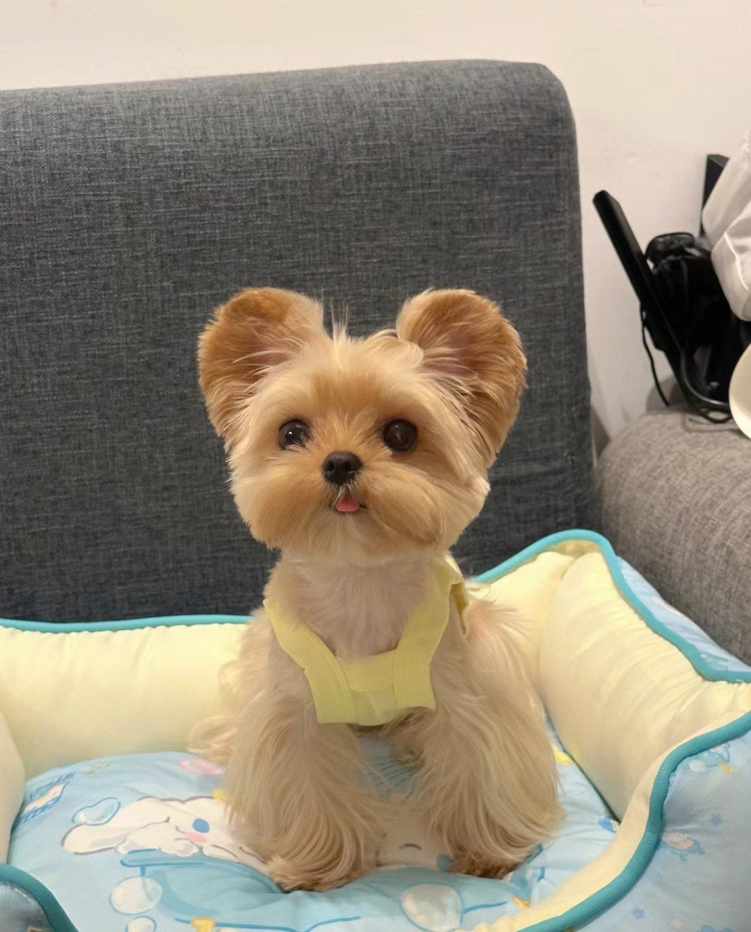 西安世貅家马尔济斯犬舍推荐