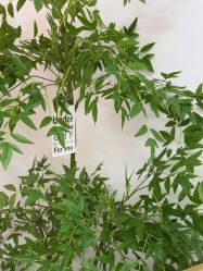 -变美丽半永久纹眉连锁·机器野生眉·洗眉