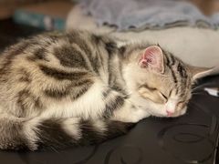 -lincat·猫舍(广州店)