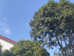 -阿巧茶庄