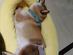 -逗柴咖啡屋·狗咖猫咖宠物桌游