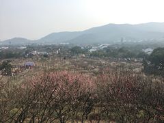 -香雪海