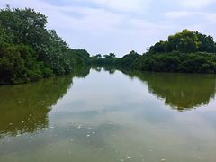 -大湾区中央湿地公园