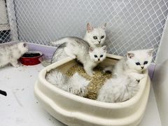 -喵的天空名猫咖啡馆·撸猫·猫舍·用品