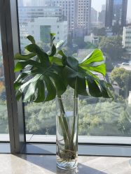 -智美品质医美