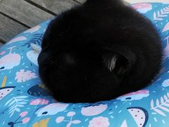 -喵屿·大理花园猫咖