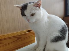 -喵园·猫主题咖啡厅·撸猫·猫咖(国贸店)