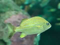 -瑞普利水族馆