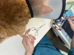 -瑞派旺宝宠物医院·犬猫全科综合·尿道专科(莲兴院)