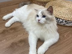 -楼上猫咖(罗湖店)